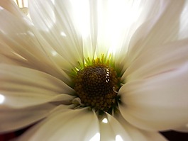 花,白花,性質(zhì)