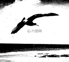 海鷗,鳥,海