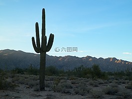 仙人掌,沙漠,西