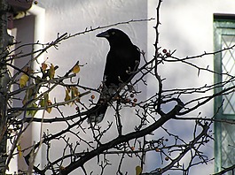 鳥,黑鳥,野生動(dòng)物