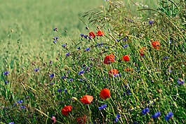 罌粟花,charby,鮮花