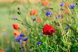 罌粟花,charby,鮮花