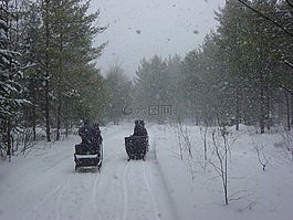 馬,馬車,冬天