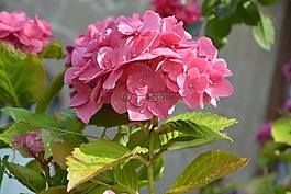 绣球花,深粉色,叶