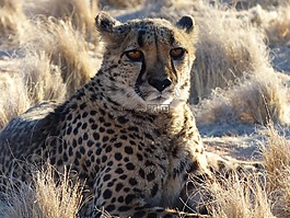 獵豹,納米比亞,野生動物園