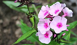 福祿考,火焰花,花
