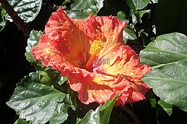 鮮花,紅色,百合
