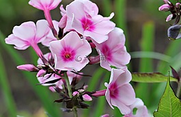 福祿考,火焰花,花