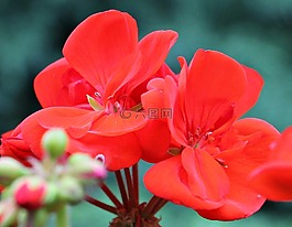 天竺葵,紅色,開(kāi)花