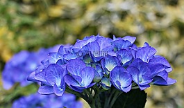 八仙花,花,觀賞花