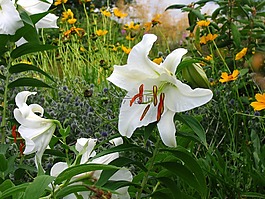 花,鮮花,美麗