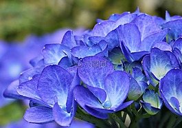 八仙花,花,觀賞花