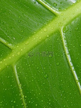 葉,滴,綠色