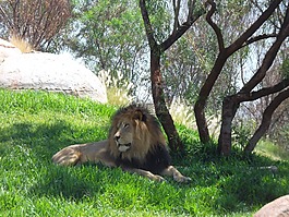 獅子,動物,野生動物