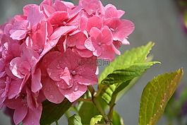 水滴在花,花瓣,粉色