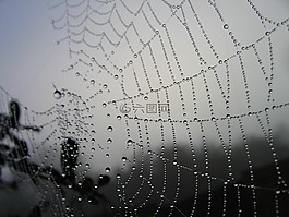 蜘蛛,web,上午