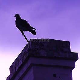 鴿子,鳥(niǎo),煙囪