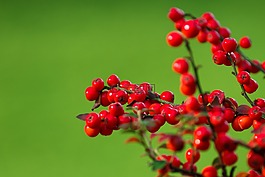 漿果,束,綠色