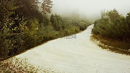 森林,霧,路