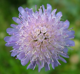 花,美麗,對(duì)稱