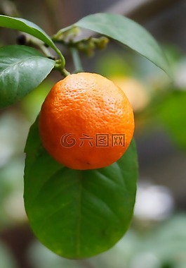 枝杈,柑橘,食品