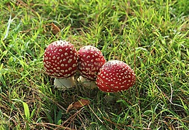 蘑菇,真菌,野生
