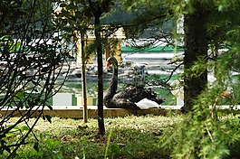 天鵝,黑,鳥