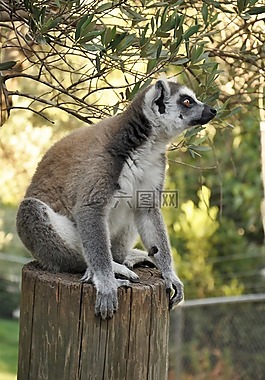 狐猴,動物,動物園