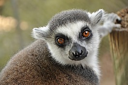 狐猴,動(dòng)物,動(dòng)物園