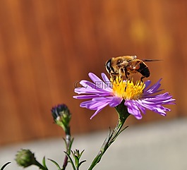 蜜蜂,花,昆蟲