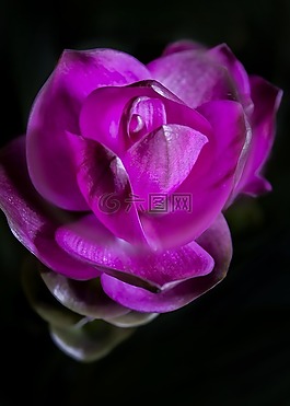 姜黃,紫,開(kāi)花