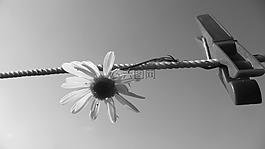 花,花瓣,clothespin