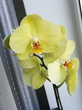 蘭花,黃色,花卉