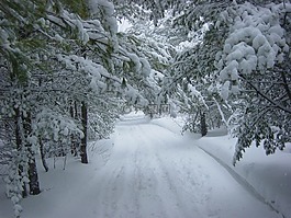 冬天,雪,森林