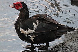 鴨,鳧,野生動物