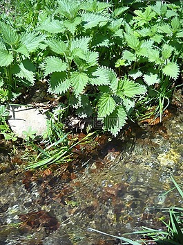 蕁麻,植被,河