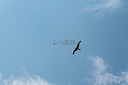鳥,天空,海鷗