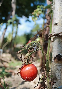 蕃茄,大自然,蔬菜