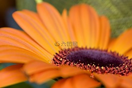 花,橙色,植物區(qū)系