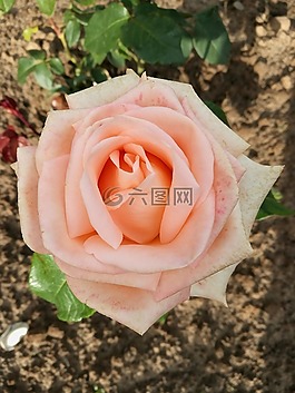 玫瑰,粉紅色的玫瑰,花瓣