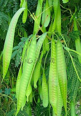 相思樹,植物區(qū)系,新鮮