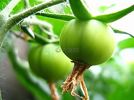 綠色,花園,成長