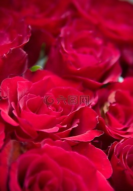 花,玫瑰,植物區(qū)系
