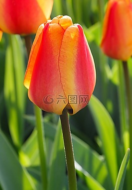 黃色,盛開,開花