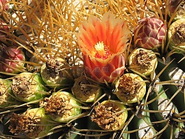 仙人掌,花,水華