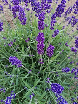 熏衣草,紫色的花,宏