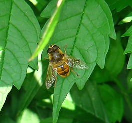飛,蜜蜂,昆蟲