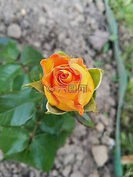 玫瑰,芽,黃色玫瑰