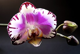 工廠,花,蘭花