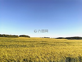 字段,夏季,草甸